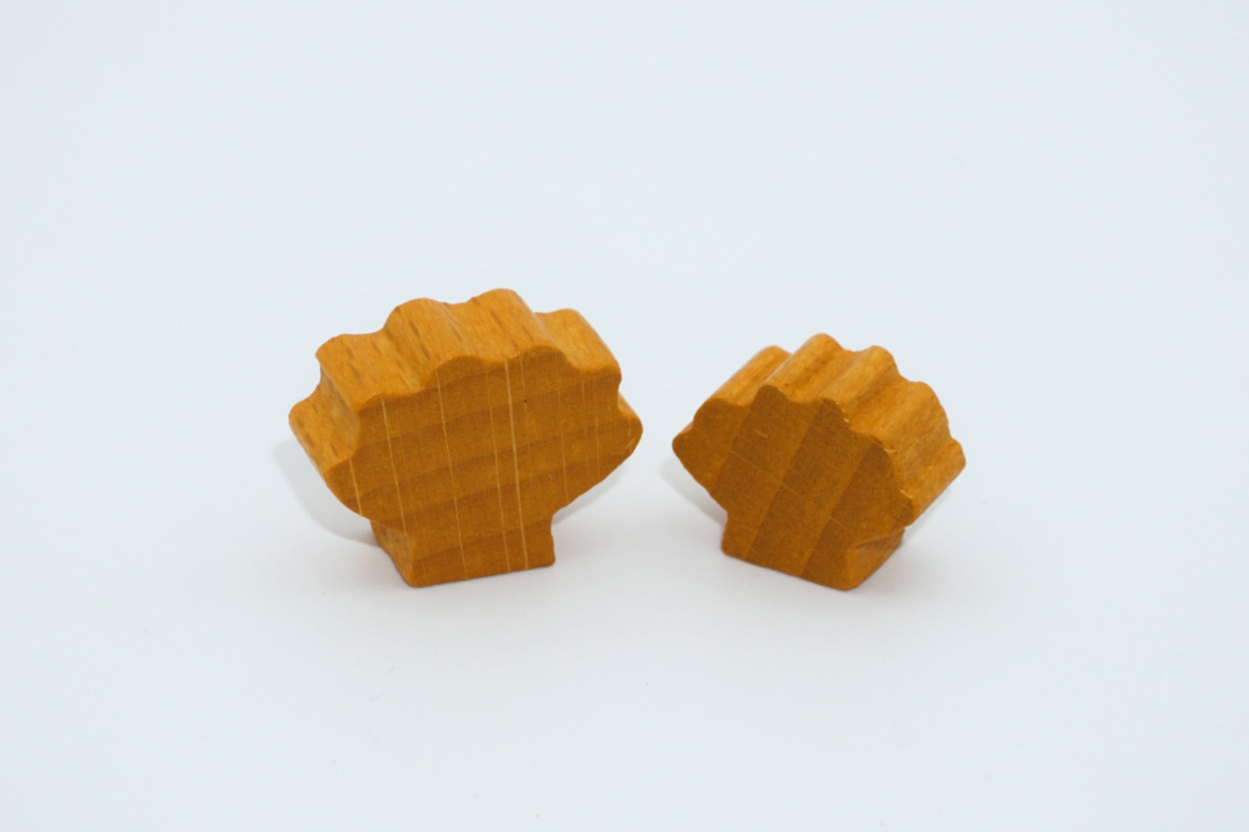 Shells from Hawaii-small