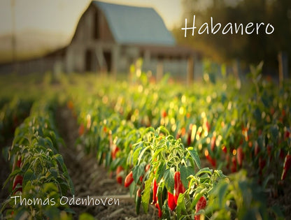Habanero (GER/ENG)