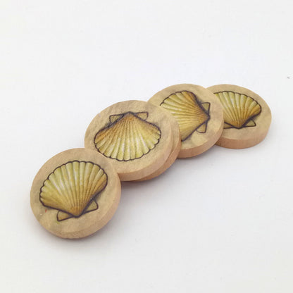 Discs sea shell