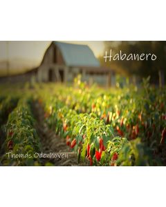 Habanero (DEU/ENG)