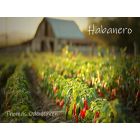 Habanero (DEU/ENG)